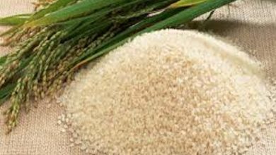 صورة بدء توريد 30 ألف طن أرز أبيض لصالح وزارة التموين يناير المقبل