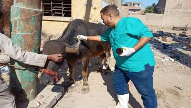 صورة “الزراعة”  عمليات التحصين والتأمين على الماشية ضمن حياة كريمة