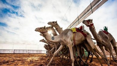 صورة السعودية تستعد لاحتضان أكبر مهرجانات الإبل في العالم ..صور