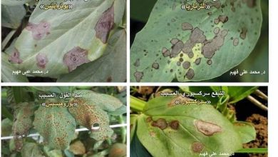 صورة رسائل الدكتور محمد فهيم للمزارعين.. تبقعات الفول.. الأعراض وأفضل طرق المكافحة