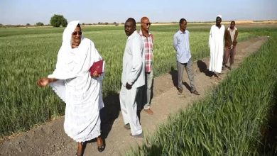 صورة السودان .. زراعة 168 الف فدان فى العروة الشتوية بالنيل الأبيض