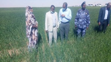 صورة السودان .. والى الولاية الشمالية : مشروع الراجحى مثال للإستثمار الناجح فى المجال الزراعي