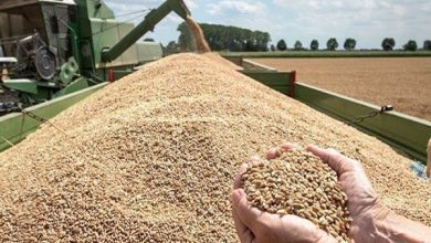 صورة وزير التموين : قرار الهند بحظر تصدير القمح لا يشمل مصر