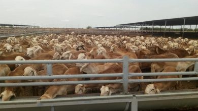 صورة الموافقة على استيراد 170 ألف رأس ماشية لطرحها في الأسواق استعداداً لعيد الأضحي