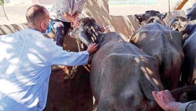صورة بالصور.. تحصين  2 مليون رأس ماشية ضد مرض الحمي القلاعية و الوادي المتصدع