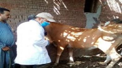 صورة بالصور.. وزارة الزراعة تواصل السيطرة على  الحمى القلاعية و تمنع دخول حمى الوادى المتصدع