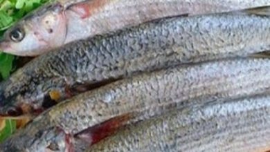 صورة سعر البورى ..أسعار الأسماك اليوم الأثنين 9 مايو 2022 بسوق العبور