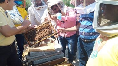 صورة الزراعة: تصدير 10,456 طرد نحل العسل الى المملكة العربية السعودية