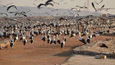 صورة وزيرة البيئة : رصد أولى أسراب الطيور المهاجرة بمحميات جنوب سيناء ..صور
