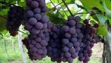 صورة سوريا : شركة تصنيع العنب بالسويداء تحدد 4 أيام شهريا لاستلام العنب الأسود