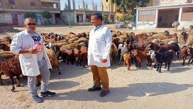 صورة بالصور.. فحص وعلاج 2056 رأس ماشية مجانا لصغار المزارعين بالقليوبيه ضمن ” حياة كريمة “