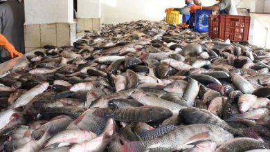 صورة انخفاض البلطى واستقرار الماكريل ..أسعار الأسماك اليوم الاثنين 23 مايو 2022 بسوق العبور