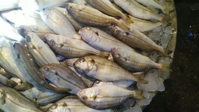 صورة سعر كيلو الشخرم .. أسعار الأسماك اليوم السبت 13 نوفمبر  2021 بسوق العبور