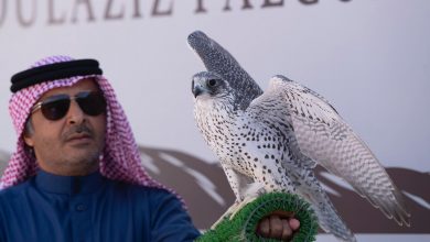 صورة بجوائز قيمتها 6.7 مليون دولار.. مهرجان الملك عبدالعزيز للصقور يختتم مسابقاته بالعاصمة السعودية.. صور