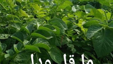 صورة رسائل الدكتور محمد فهيم .. ما قل ودل فى زراعة محصول البطاطس