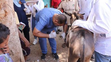 صورة بالصور.. إطلاق 53 قافلة بيطرية مجانية خلال  يناير  بالمحافظات  لعلاج نحو 47 ألف رأس ماشية