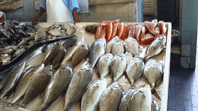 صورة ” الزراعة” تعلن اعتماد 12 منشأة مصرية جديدة لتصدير الأسماك إلى روسيا