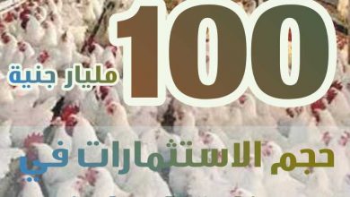 صورة “أرقام X الزراعة”| نستعرض أهم الارقام حول صناعة الدواجن في مصر