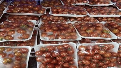 صورة “الزراعة” تطرح طماطم طازجة بسعر  10 جنيهات للكيلو ..صور