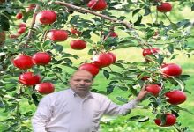 صورة الدكتور عبد العزيز الجداوي : 13 فائدة صحية لتناول التفاح