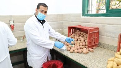 صورة تقرير : 646 ألف فدان خالية من العفن البني في البطاطس حتى الآن ..صور