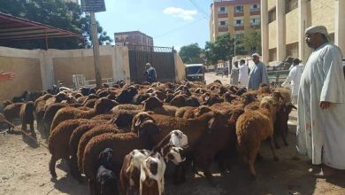 صورة بالصور.. علاج وفحص  2000 رأس ماشية مجانا لصغار المربين في قرى حياة كريمة بالغربية
