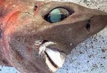 صورة فى حادث غريب .. صياد يعثر على سمكة “العفريت” بأحد سواحل أستراليا..صور