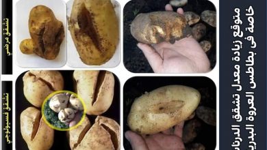 صورة رسائل الدكتور محمد فهيم .. هام جدا لمزارعي البطاطس البدرية