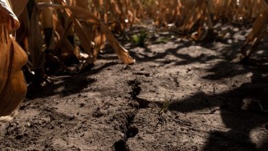 صورة الأرجنتين .. الجفاف يؤثر على 75 % من المحاصيل .. القمح والذرة وفول الصويا الأكثر تأثرا