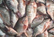 صورة أسعار الأسماك اليوم الاربعاء 15 مارس  2023 بسوق العبور