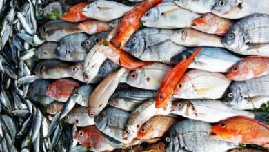 صورة أسعار الأسماك اليوم الاحد 28 مايو 2023 بسوق العبور ..برنيس اسكندرانى بكام