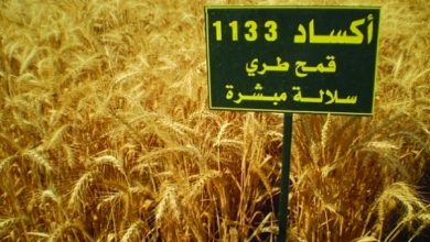 صورة قصة نجاح صنف القمح الطري اكساد 1133..مميزاته متعددة ويجرى زراعته فى اكثر من دولة عربية 