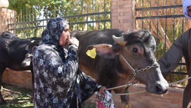 صورة بالصور.. مشروع (SAIL) يوزع 35 رأس ماشية مجانا للسيدات الأكثر احتياجا بأسوان