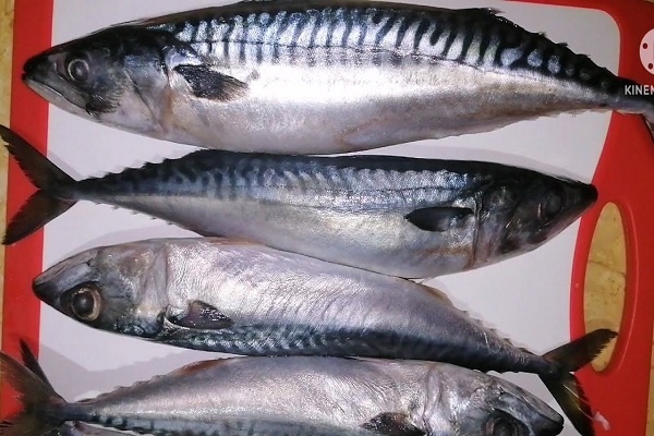 سعر الماكريل ..أسعار الأسماك اليوم الاثنين 6 فبراير 2023 بسوق العبور -  بوابة الزراعة