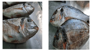 صورة مرض الشتاء فى أسماك الدنيس ..نصائح مهمة لأصحاب المزارع السمكية