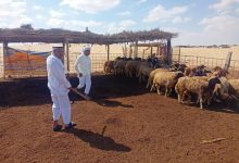 صورة بالصور.. علاج وفحص اكثر من 4200 رأس ماشية مجانا لصغار المربين بشمال سيناء